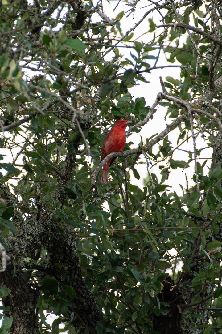 Summer Tanager - ML617584768