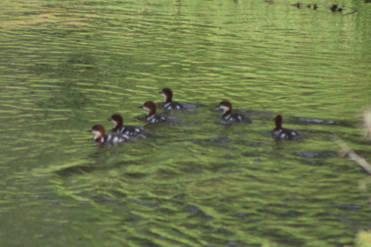 Common Merganser (North American) - ML617584772