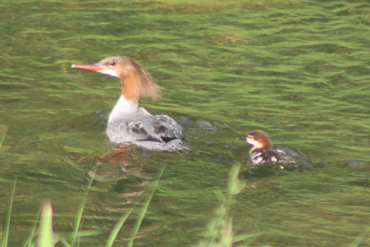 Common Merganser (North American) - ML617584773