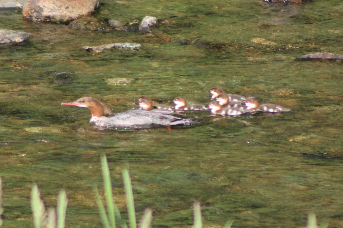 Common Merganser (North American) - ML617584781