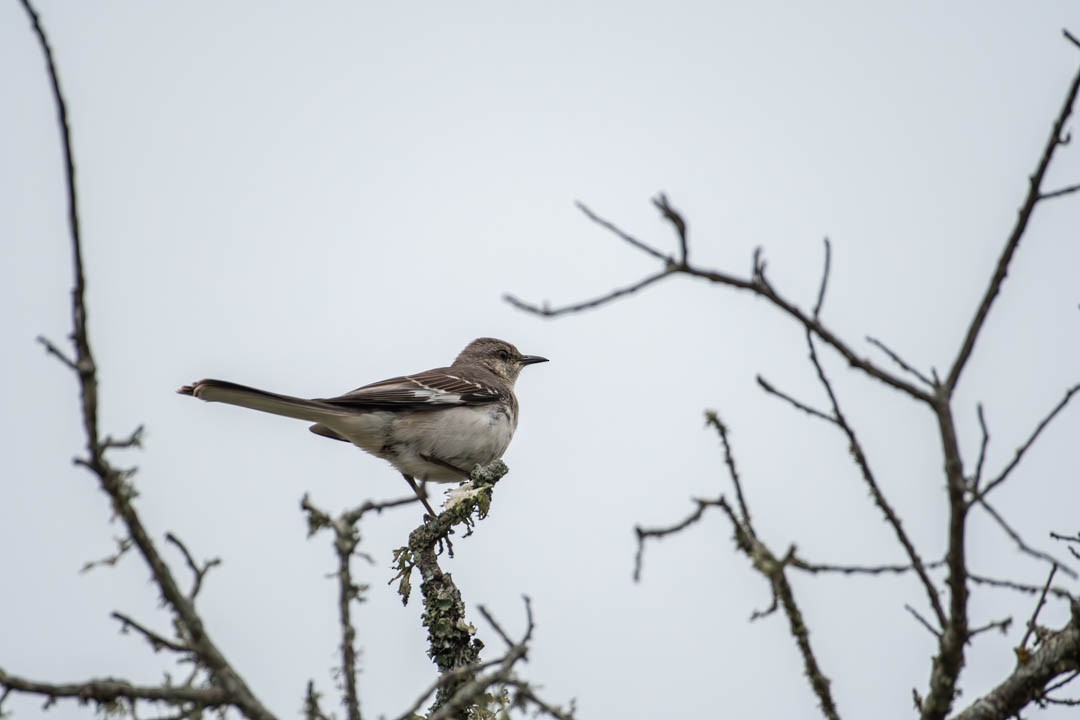 Northern Mockingbird - ML617584788