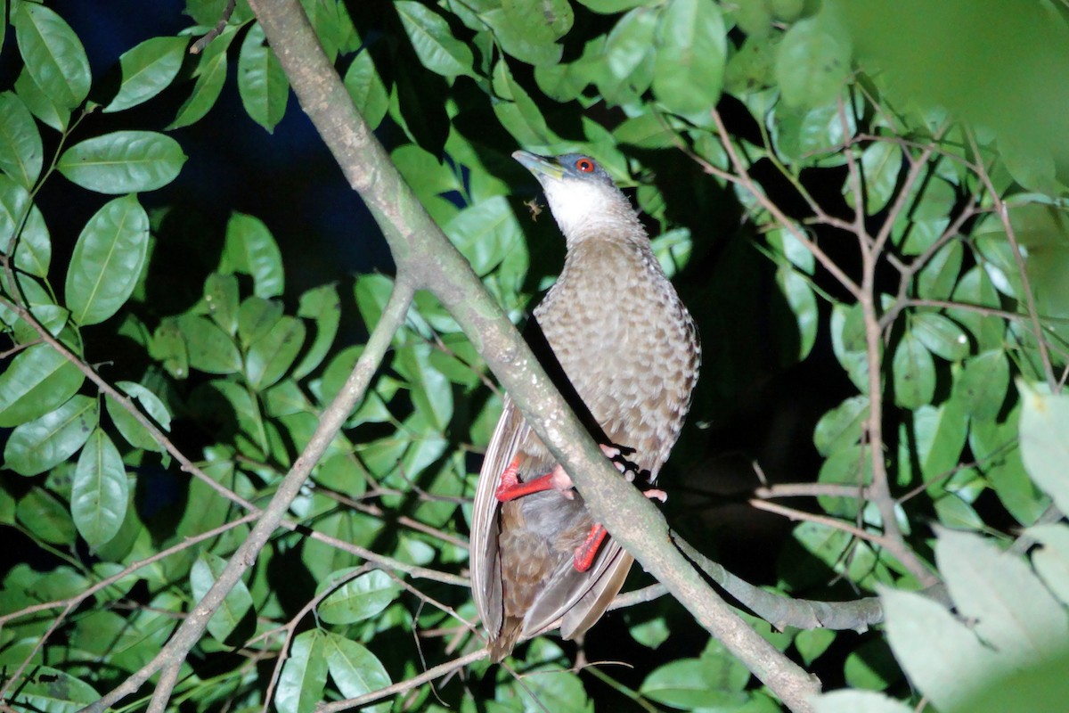 Râle à pieds rouges - ML617584816