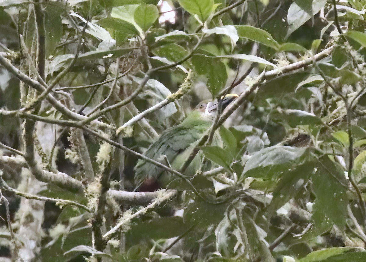 Toucanet à gorge blanche - ML617584823