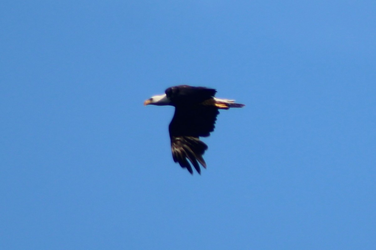 Bald Eagle - ML617584835