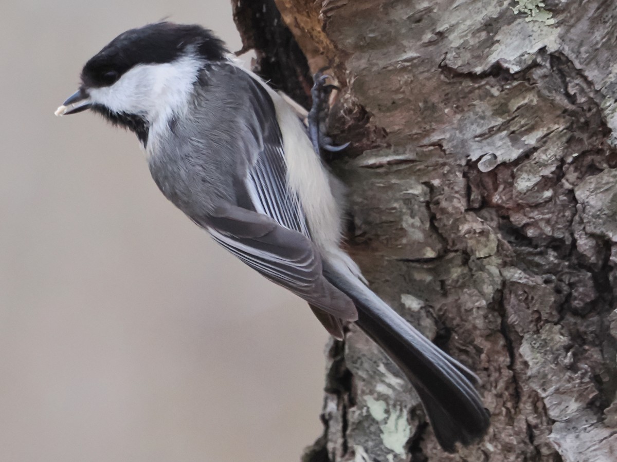 Black-capped Chickadee - ML617584858