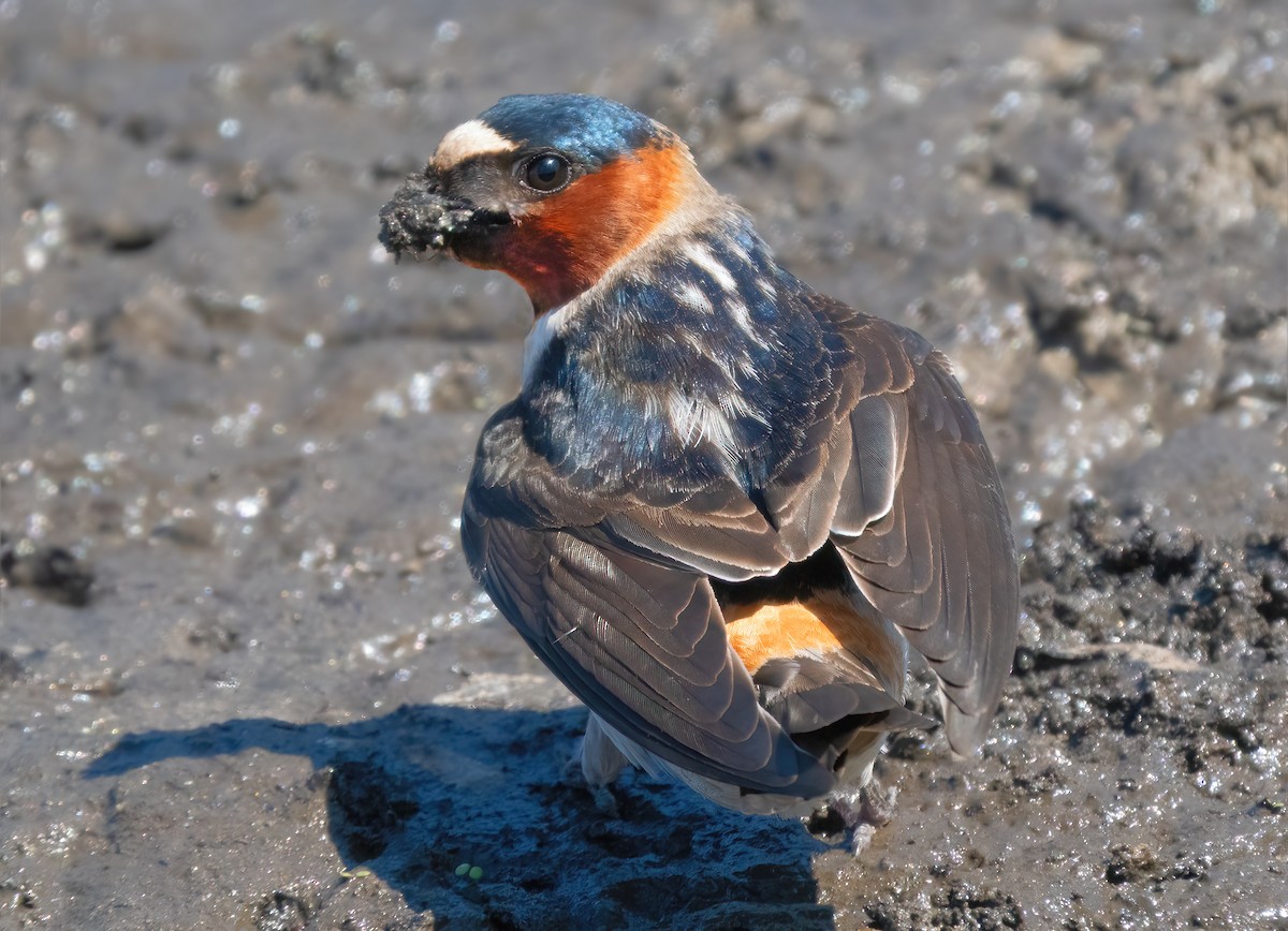 Cliff Swallow - ML617584863