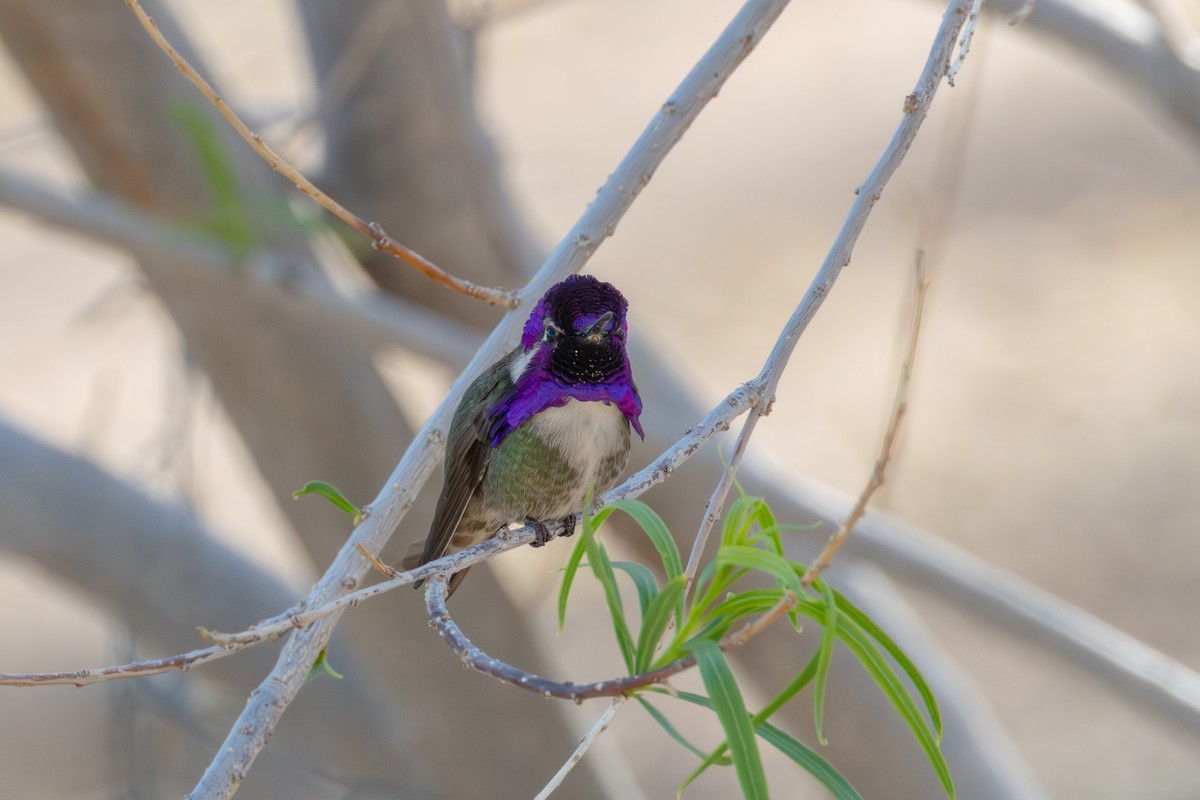 Costa's Hummingbird - ML617584908
