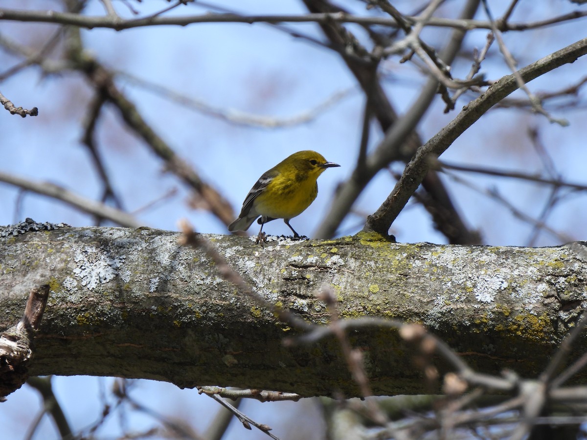 Pine Warbler - Daniel Lee