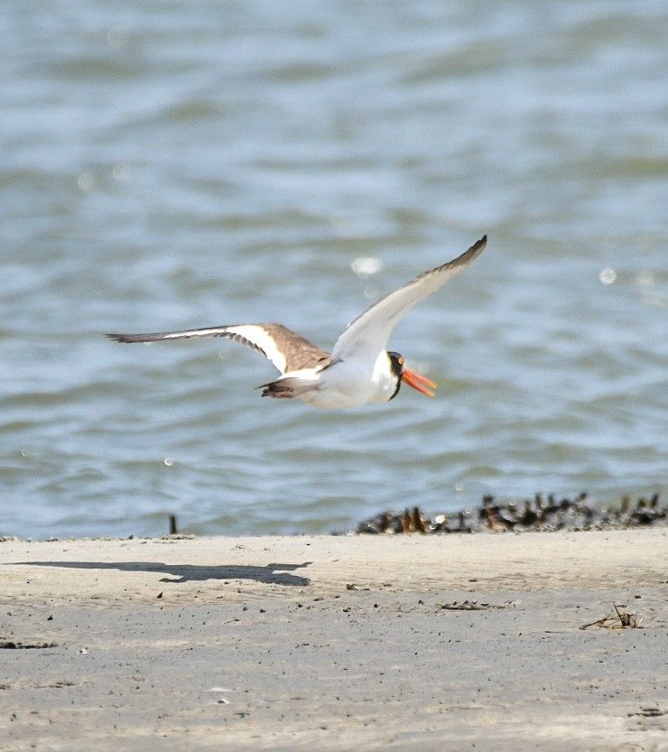 American Oystercatcher - Jenn Clementoni