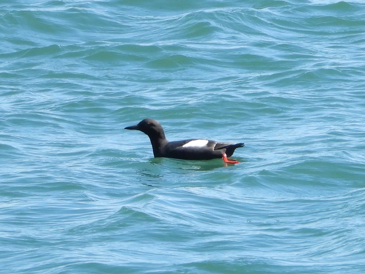 Pigeon Guillemot - ML617585033