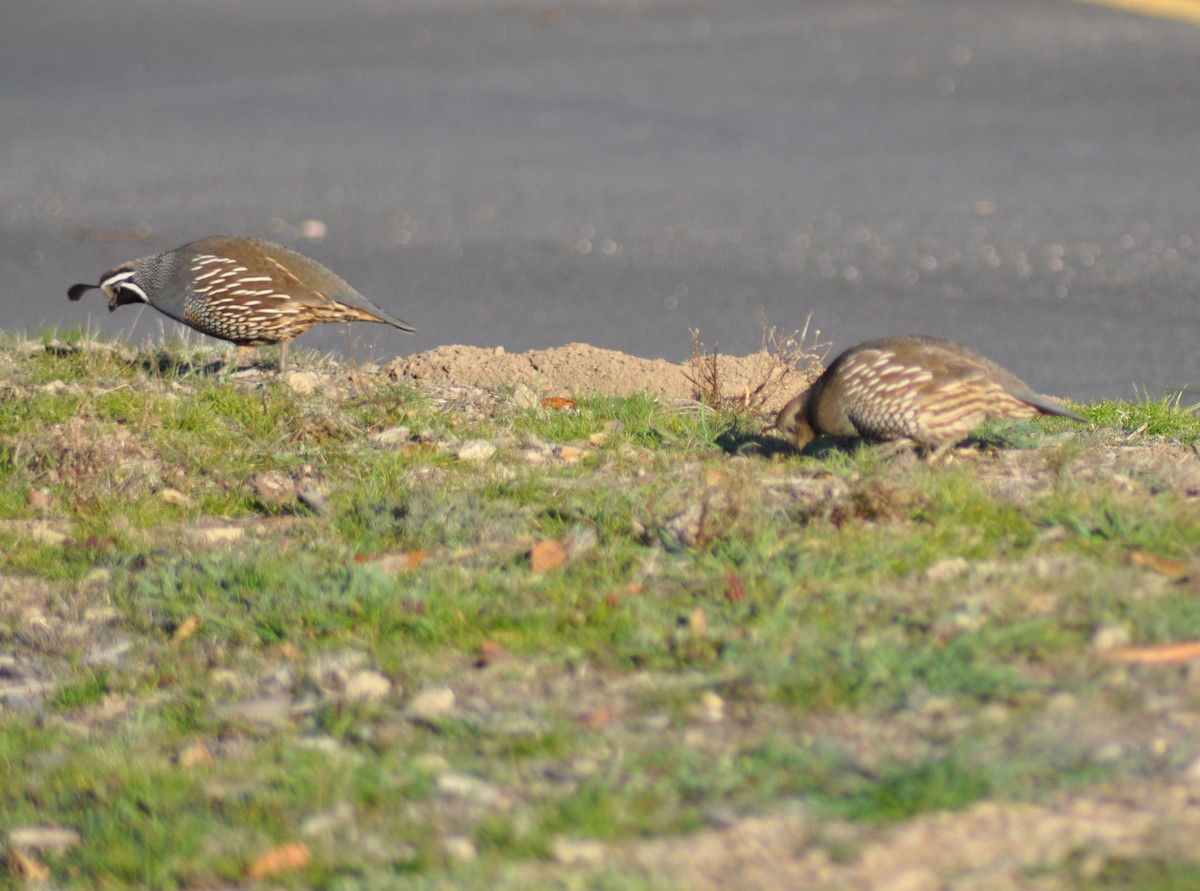California Quail - ML617585086