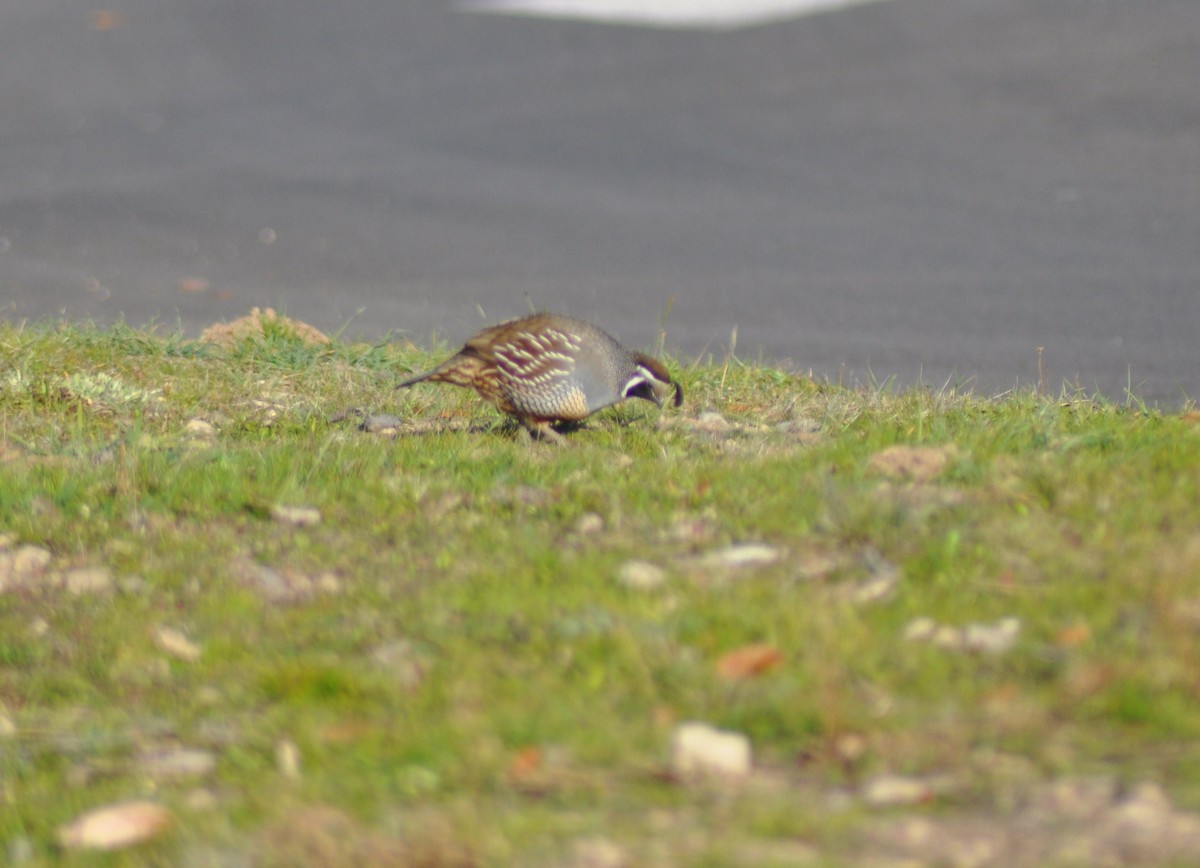 California Quail - ML617585123