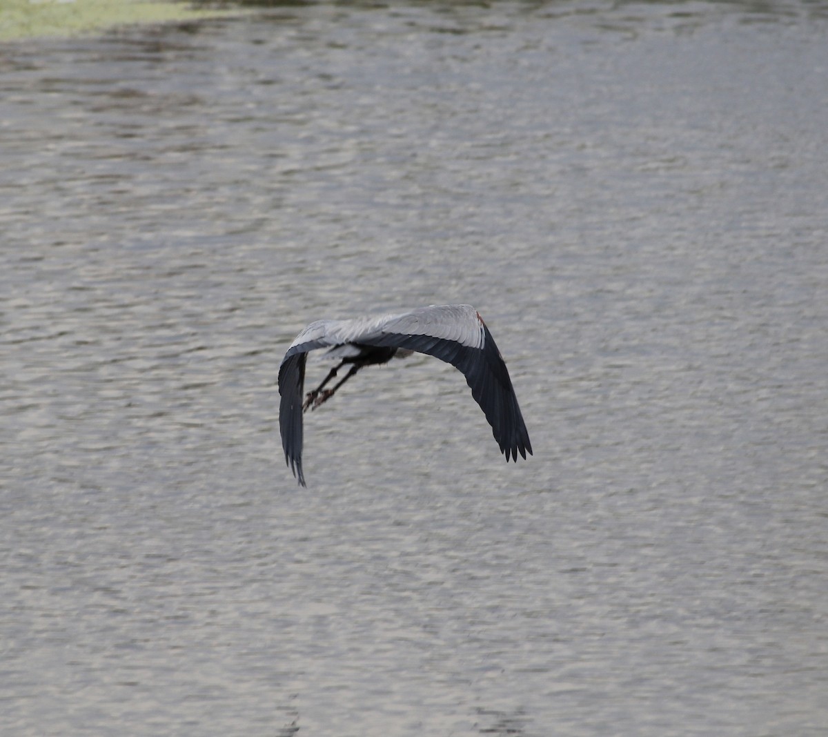 Great Blue Heron - ML617585131
