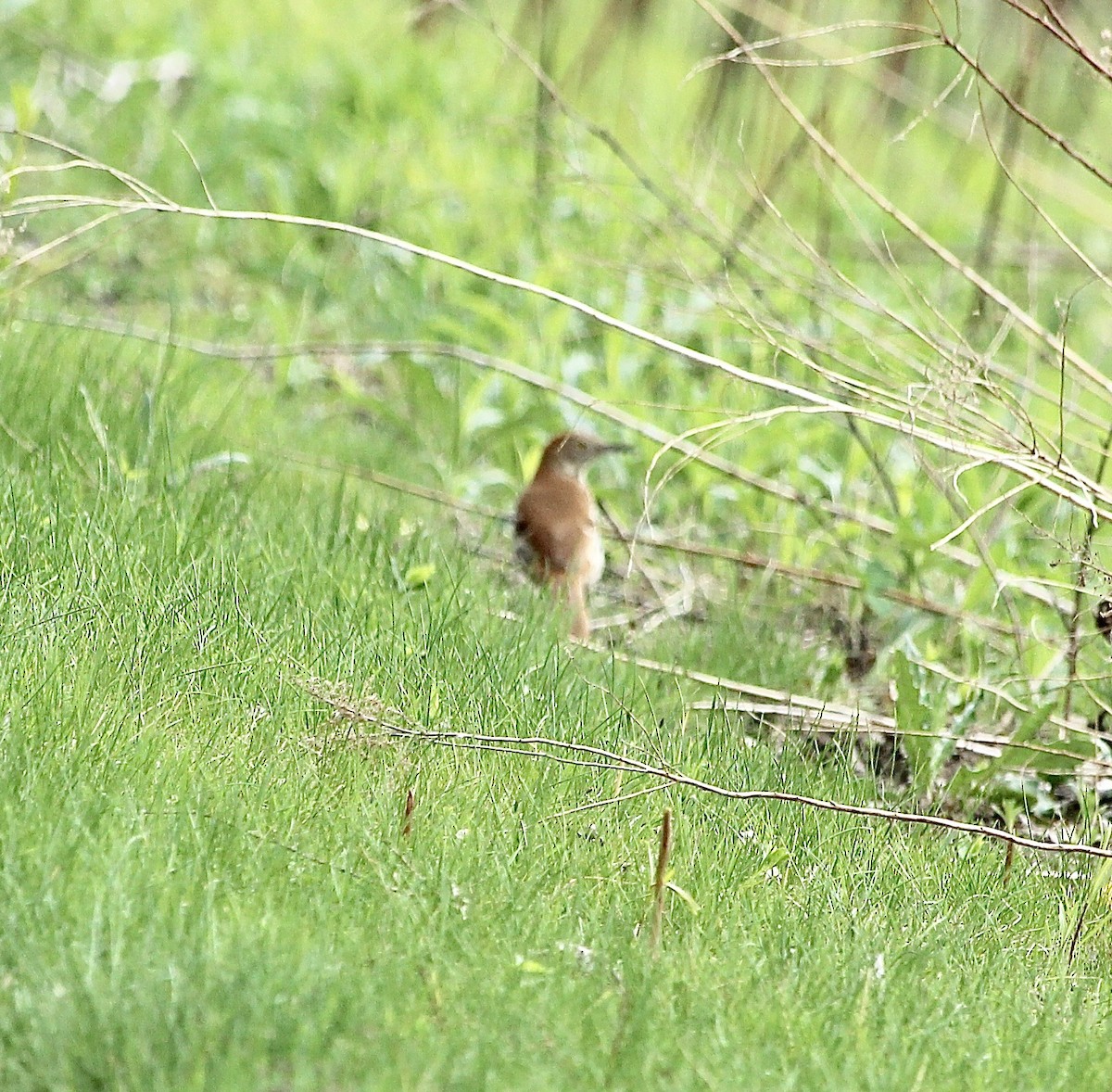 Brown Thrasher - ML617585146