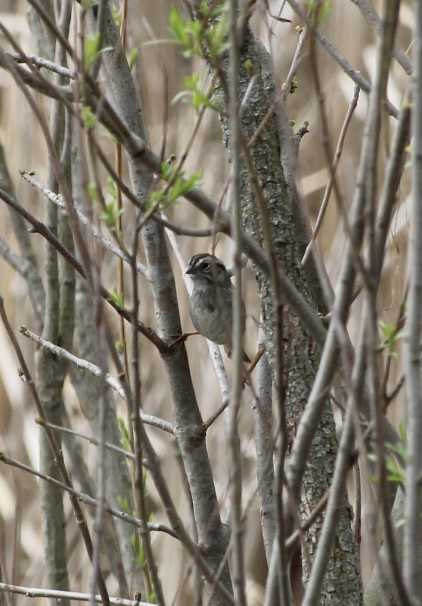 Swamp Sparrow - ML617585151