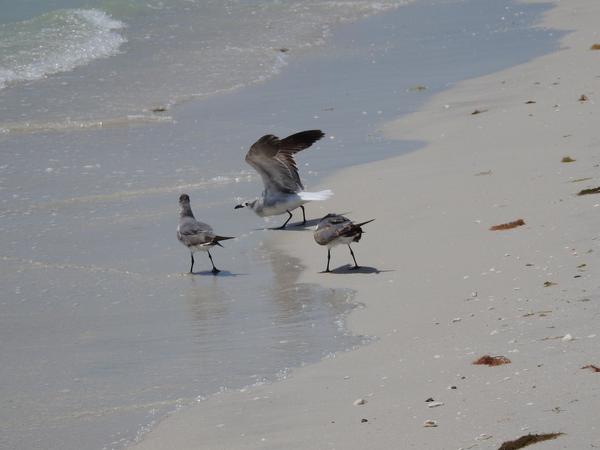 Mouette atricille - ML617585204