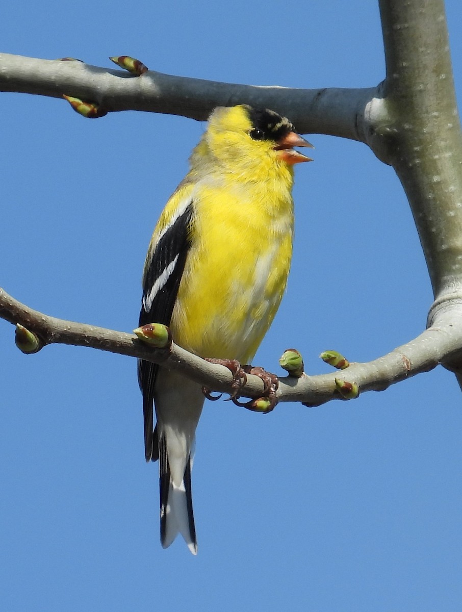 American Goldfinch - ML617585215