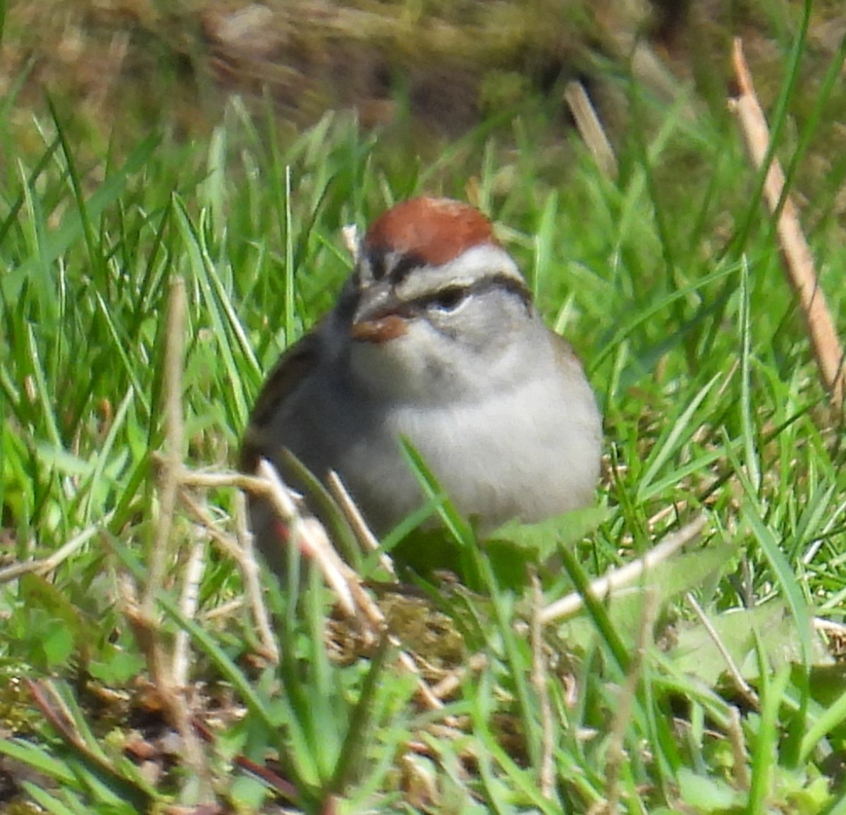 Chipping Sparrow - ML617585231