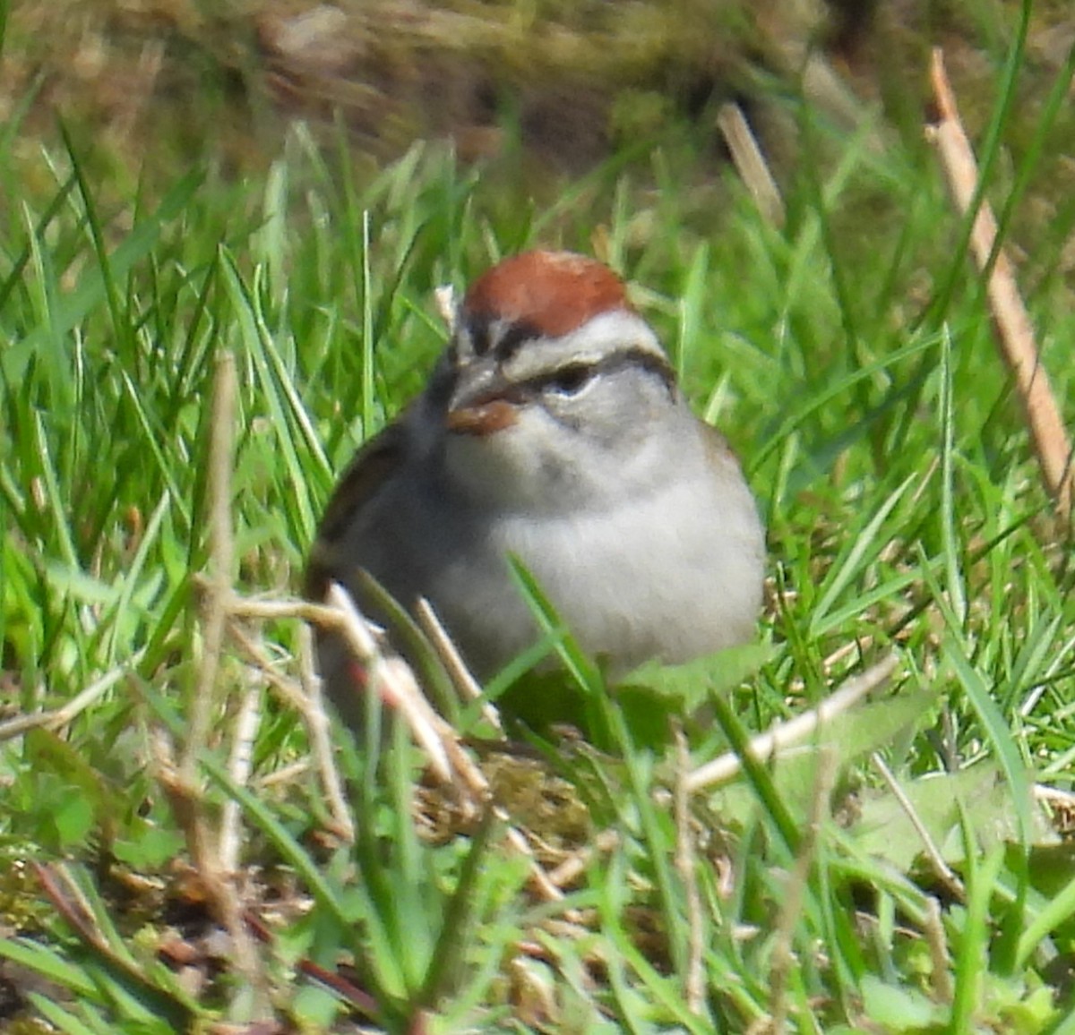 Chipping Sparrow - Scott Weaver