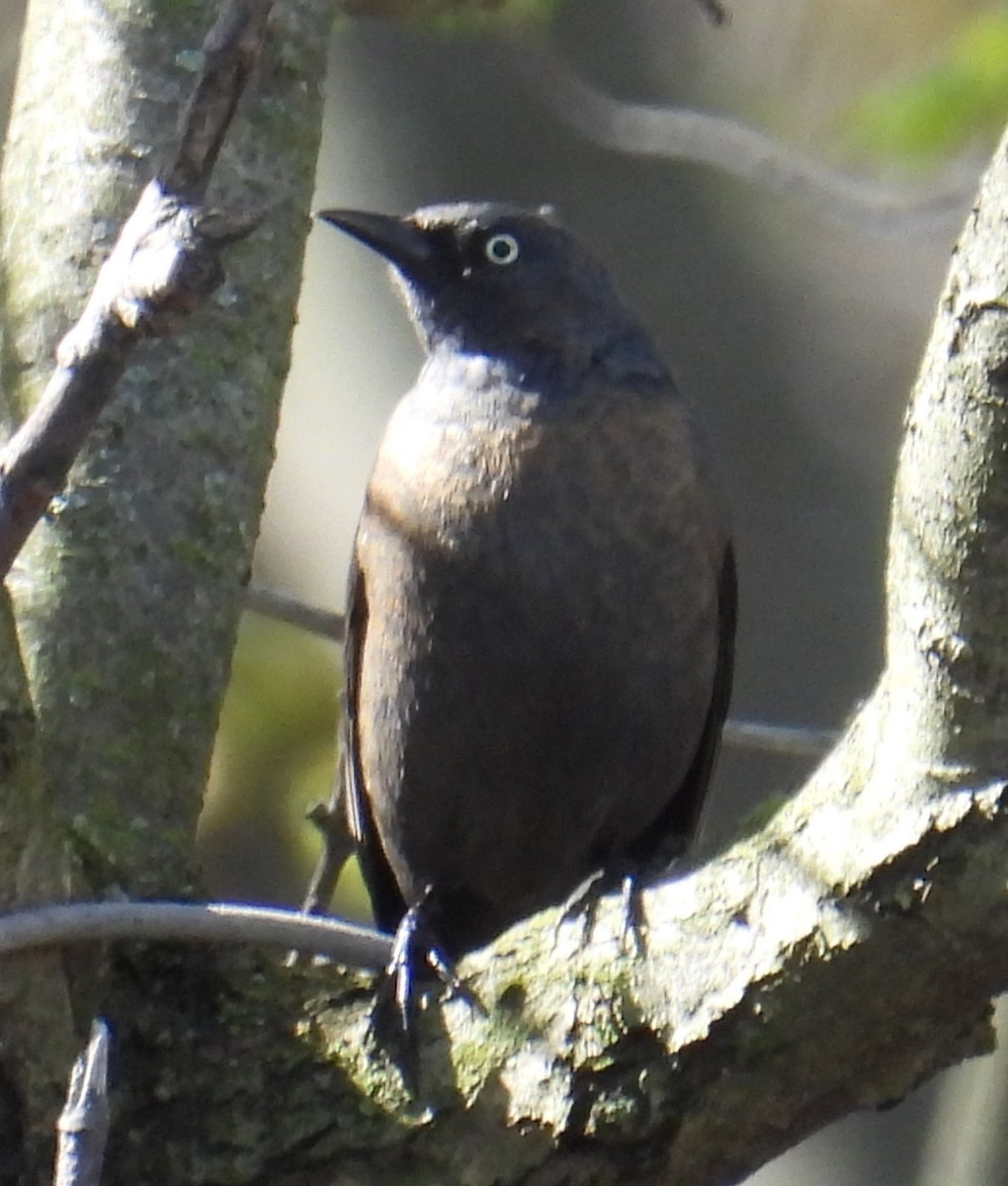 Rusty Blackbird - ML617585243