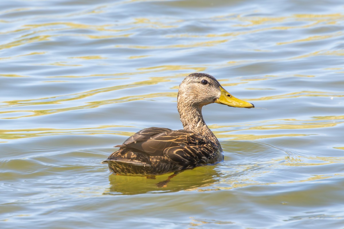Mexican Duck - ML617585251
