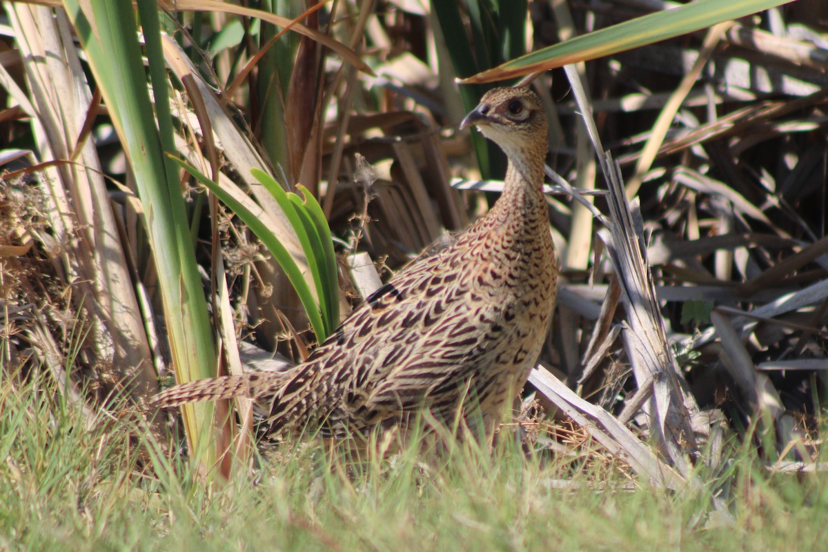 Ring-necked Pheasant - Sean Cozart