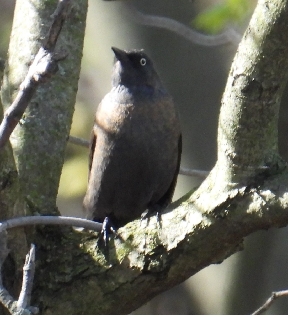 Rusty Blackbird - ML617585258