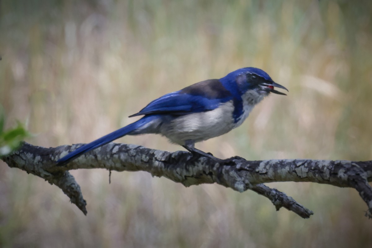 Island Scrub-Jay - ML617585280