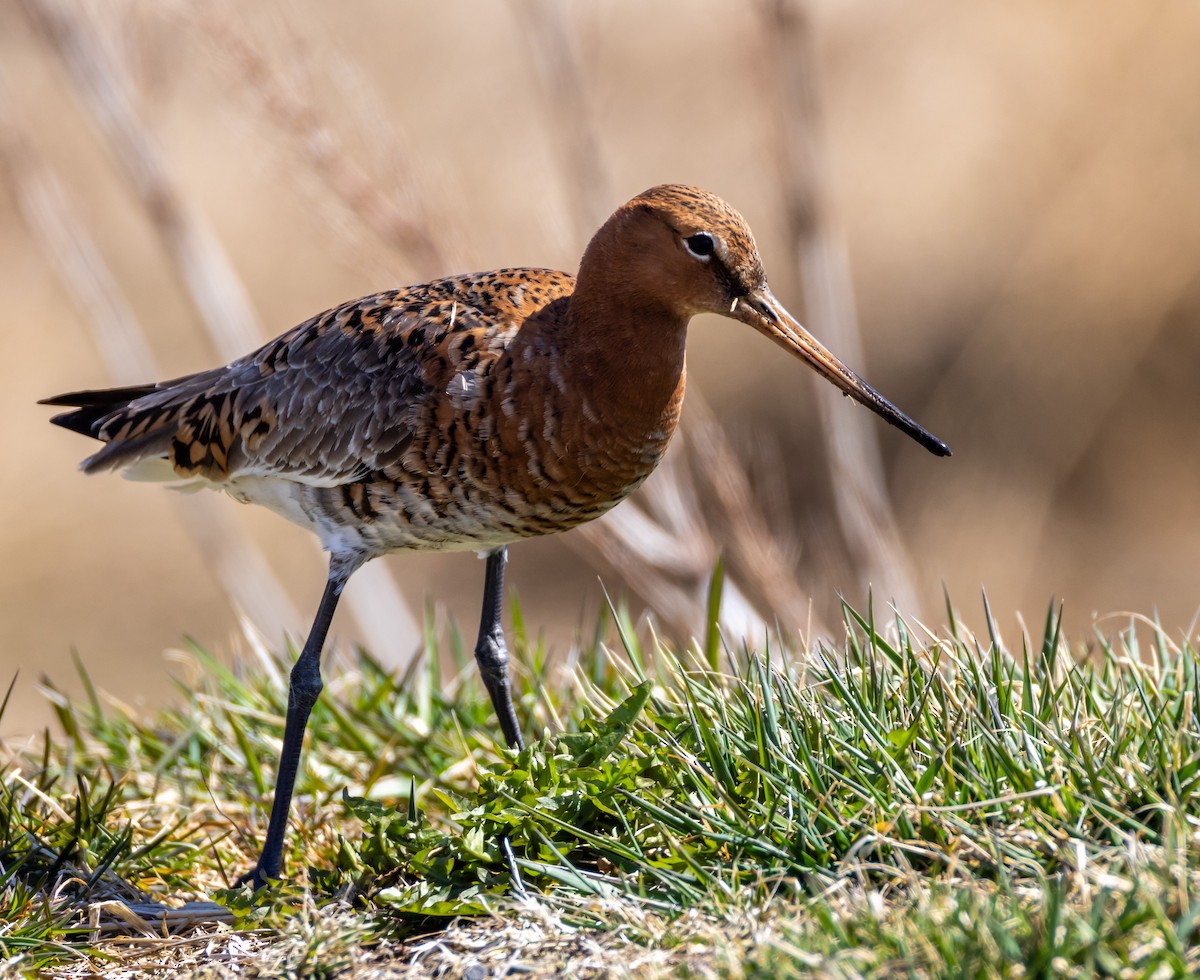 Black-tailed Godwit - ML617585326