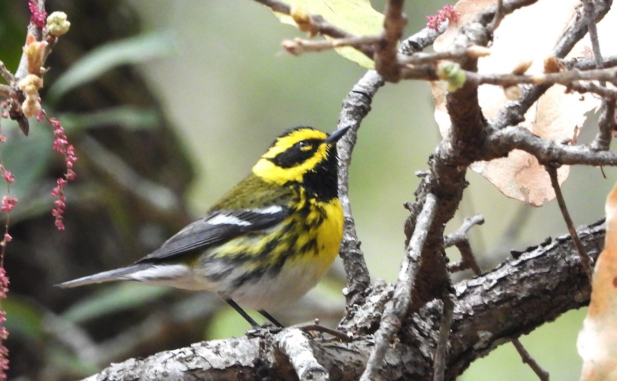 Townsend's Warbler - ML617585386