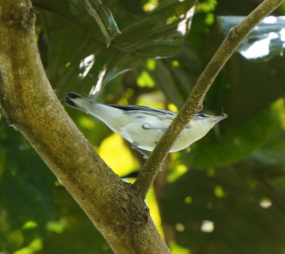 Cerulean Warbler - ML617585425