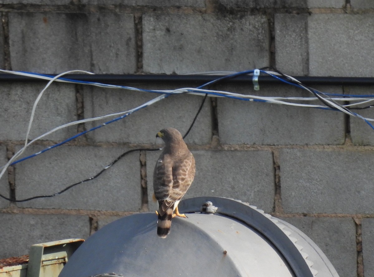 Roadside Hawk - ML617585508