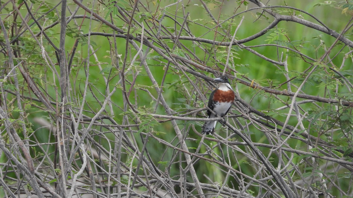 Green Kingfisher - ML617585561