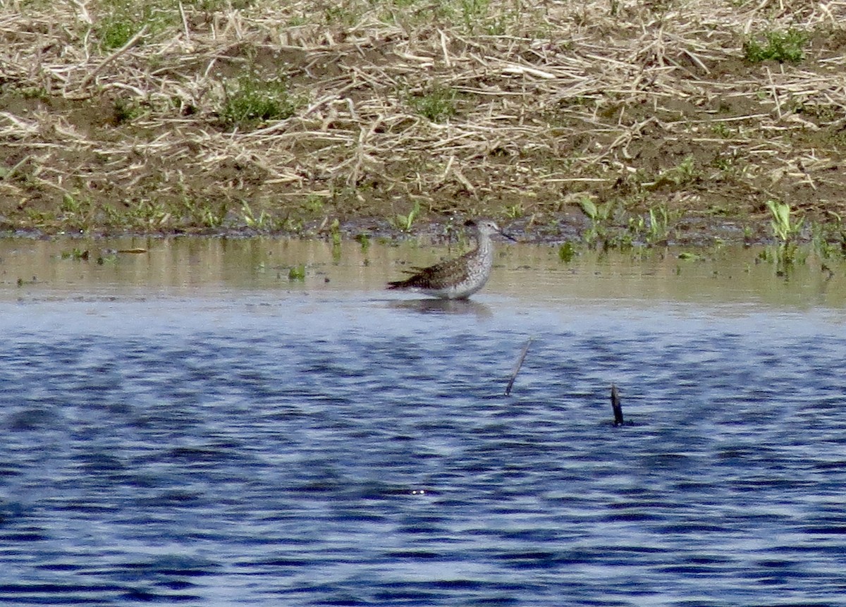 Lesser Yellowlegs - ML617585594