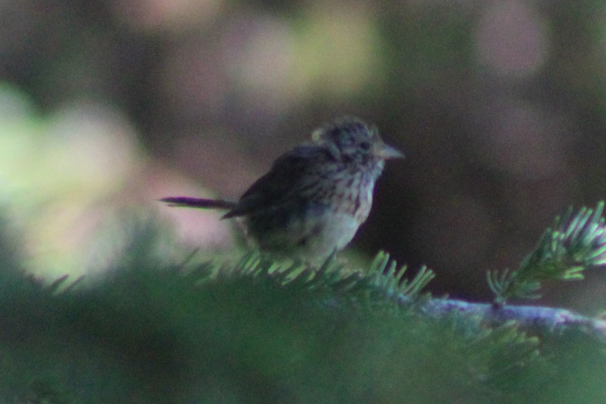 Lincoln's Sparrow - ML617585602