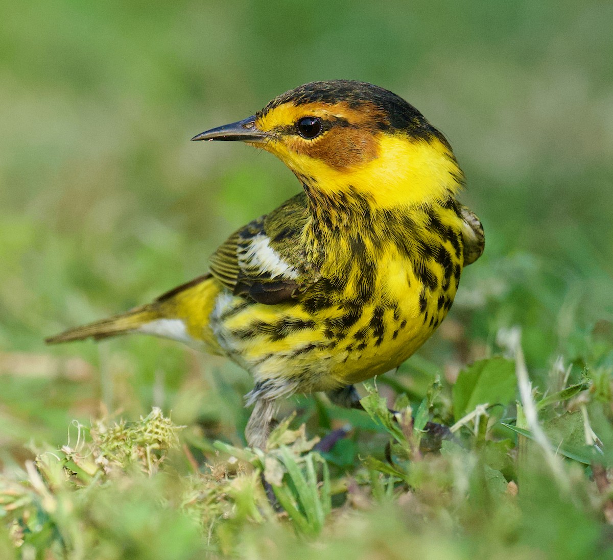 Cape May Warbler - Anne Inga