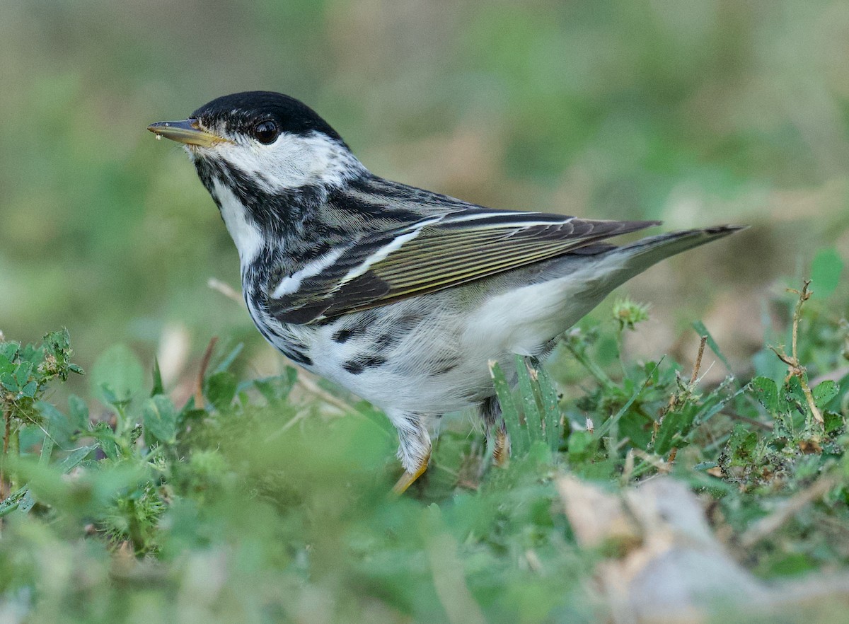 Blackpoll Warbler - ML617585618