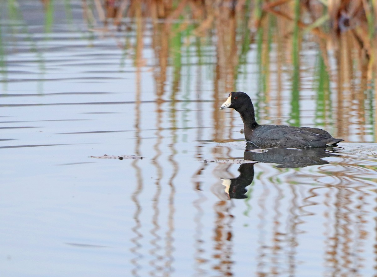 American Coot - ML617585623