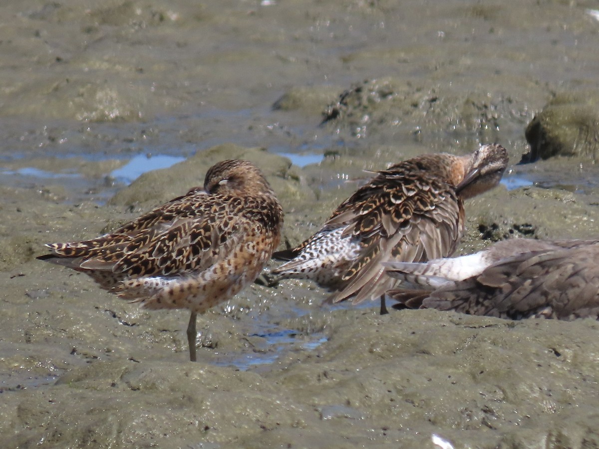 Short-billed Dowitcher - ML617585651