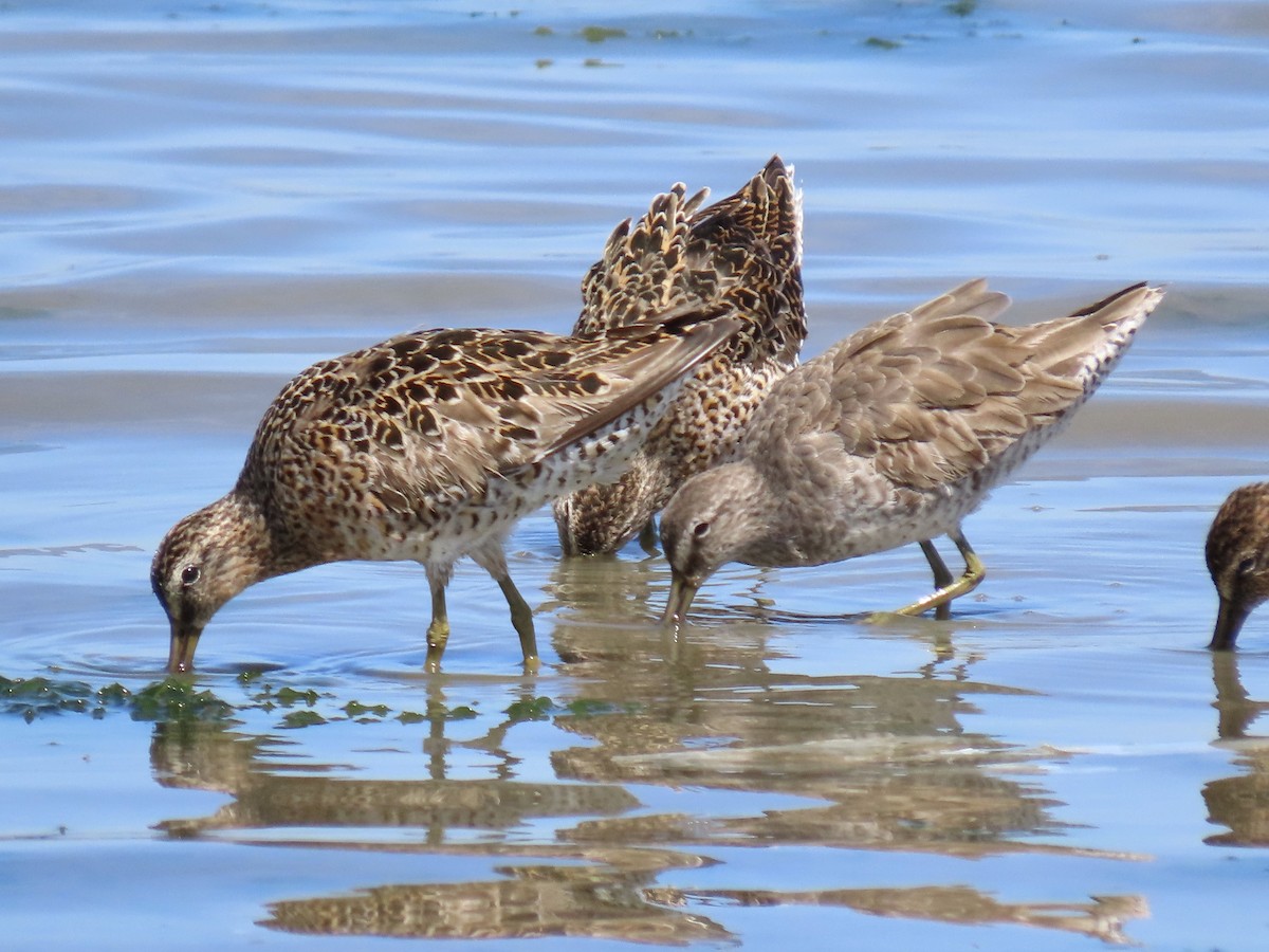 Short-billed Dowitcher - ML617585652