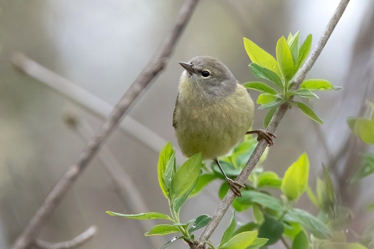Orange-crowned Warbler (Gray-headed) - Sue Barth