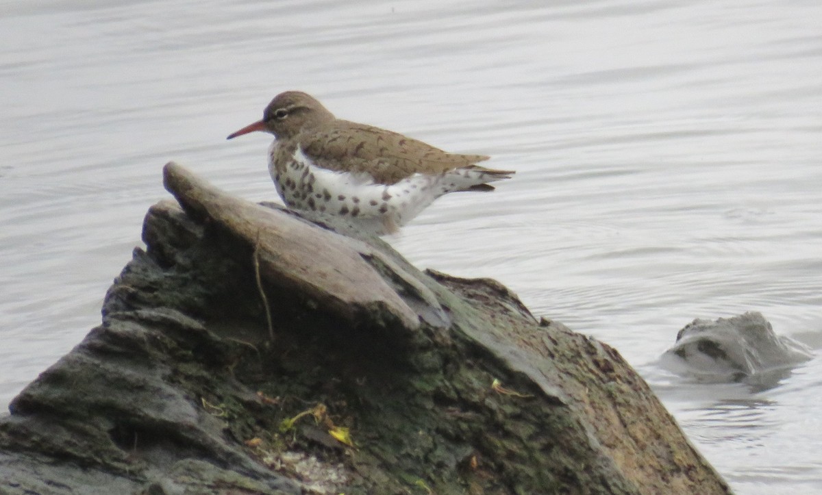 Spotted Sandpiper - ML617585681