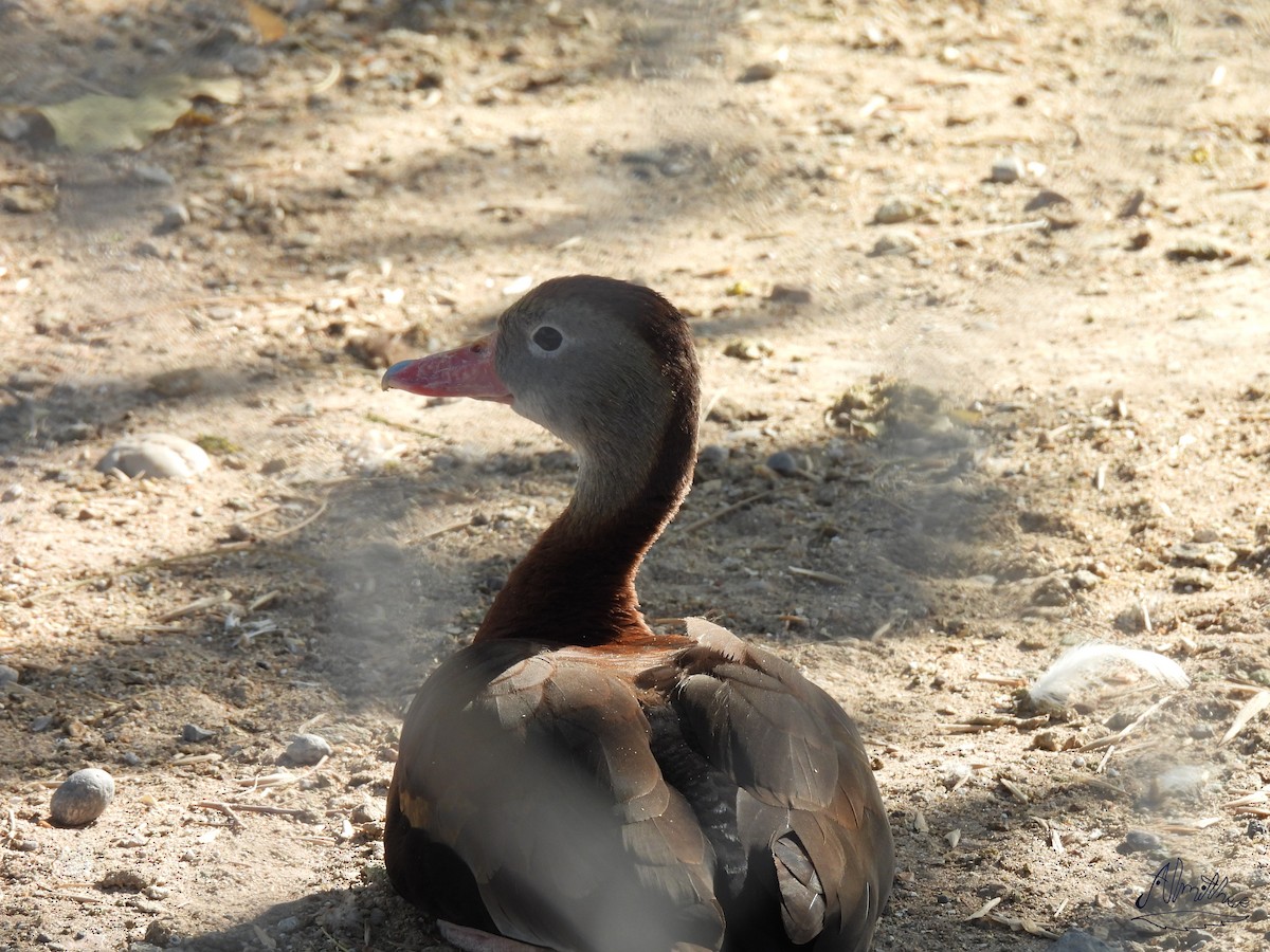 Dendrocygne à ventre noir - ML617585686