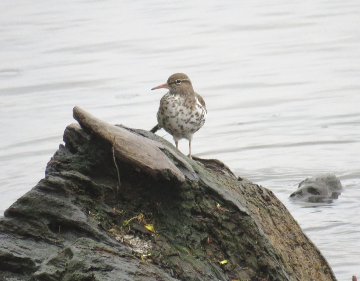 Spotted Sandpiper - ML617585689