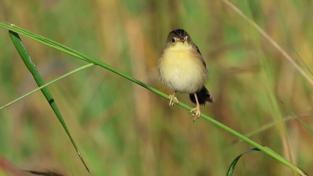 Golden-headed Cisticola - ML617585695