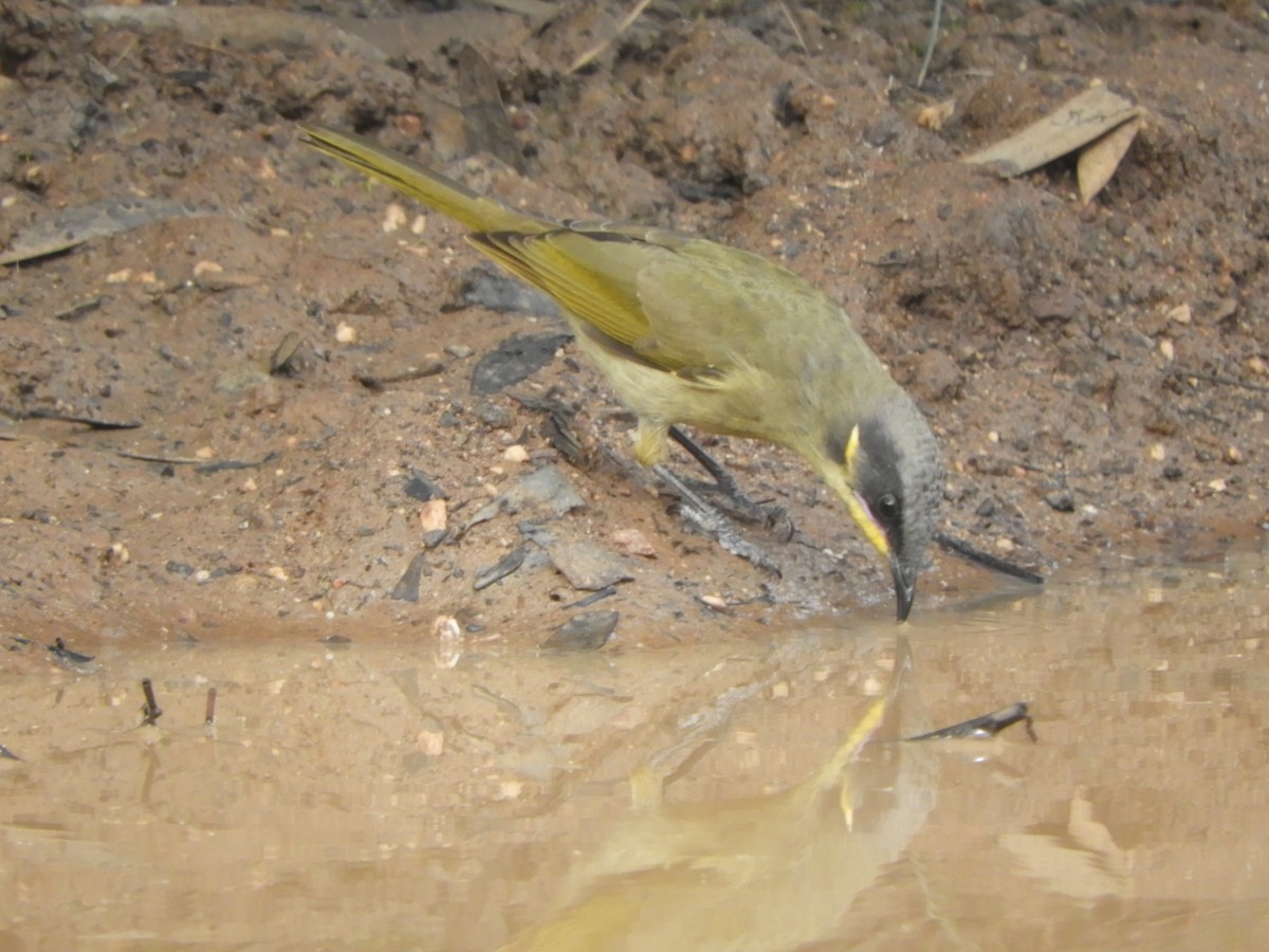 Purple-gaped Honeyeater - ML617585714