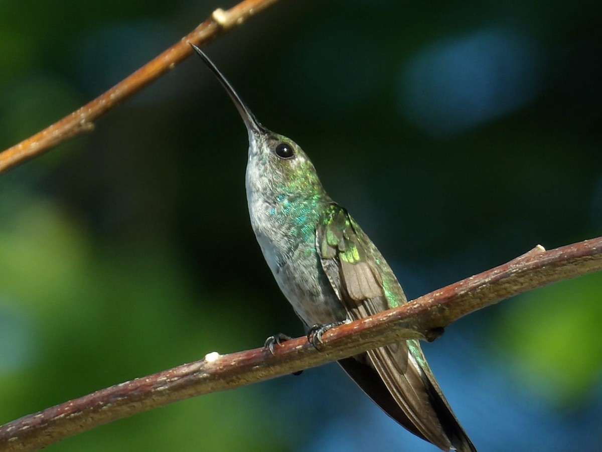 hummingbird sp. - Samantha Jean
