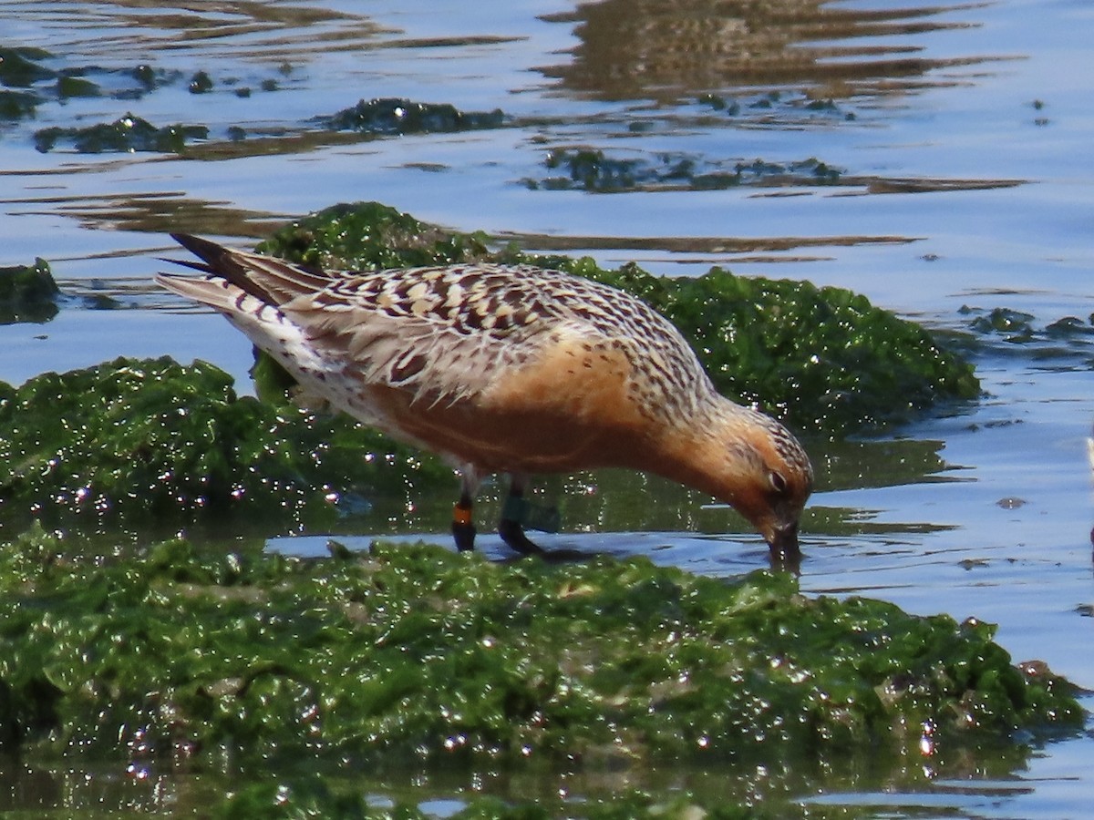 Red Knot - ML617585768