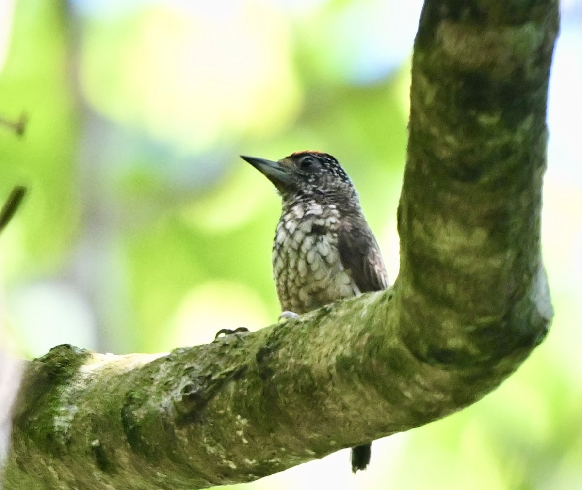 Arrowhead Piculet - ML617585795