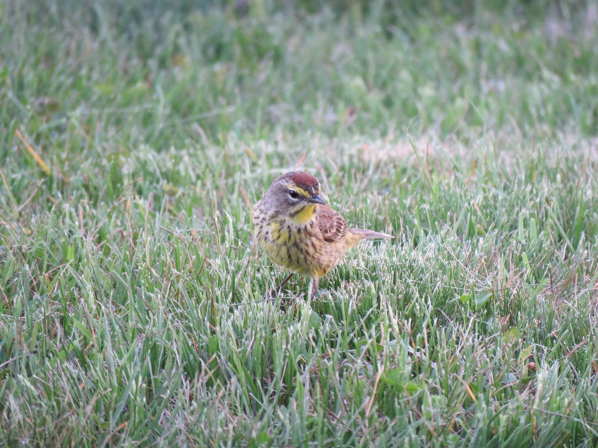 Palm Warbler - ML617585841